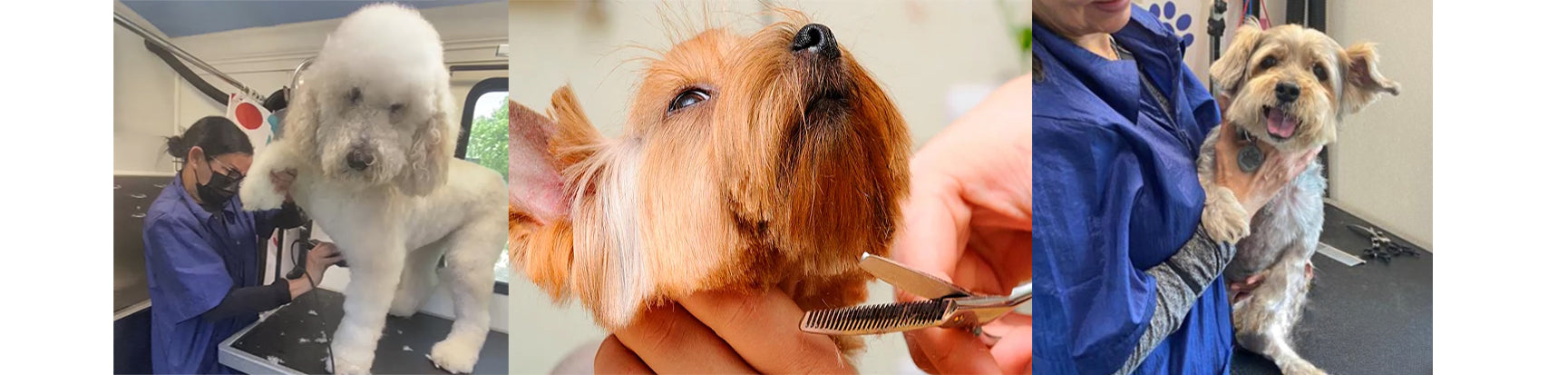 Pet grooming service in Pembroke Pines, Florida